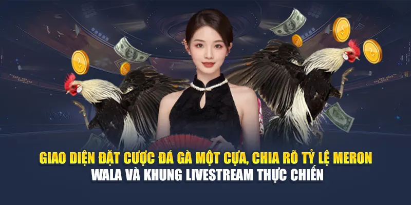 Cược Gà Một Cựa Tại 78WIN Sân Chơi Uy Tín, Tỷ Lệ Cao 5 Giao diện đặt cược đá gà một cựa, chia rõ tỷ lệ Meron – Wala và khung livestream thực chiến
